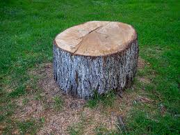 Best Stump Grinding and Removal  in Barbourmeade, KY