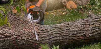 Best Aeration Services  in Barbourmeade, KY