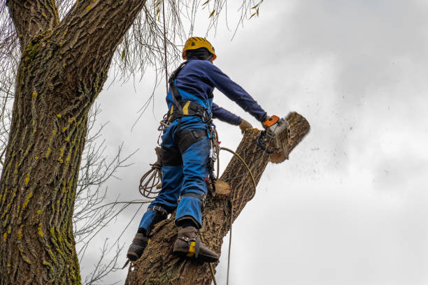 Best Tree Trimming and Pruning  in Barbourmeade, KY