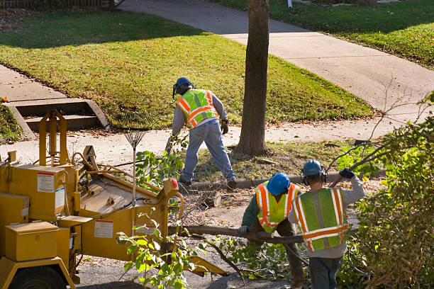 How Our Tree Care Process Works  in  Barbourmeade, KY