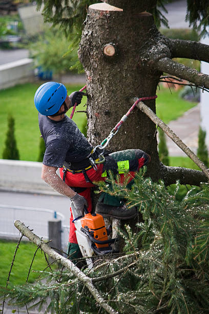 Best Lawn Mowing  in Barbourmeade, KY