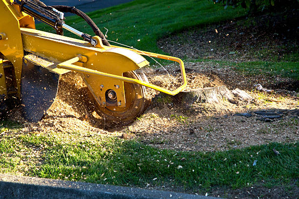 Best Aeration Services  in Barbourmeade, KY