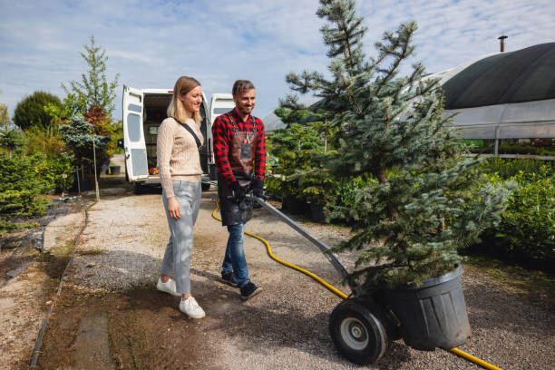 How Our Tree Care Process Works  in  Barbourmeade, KY