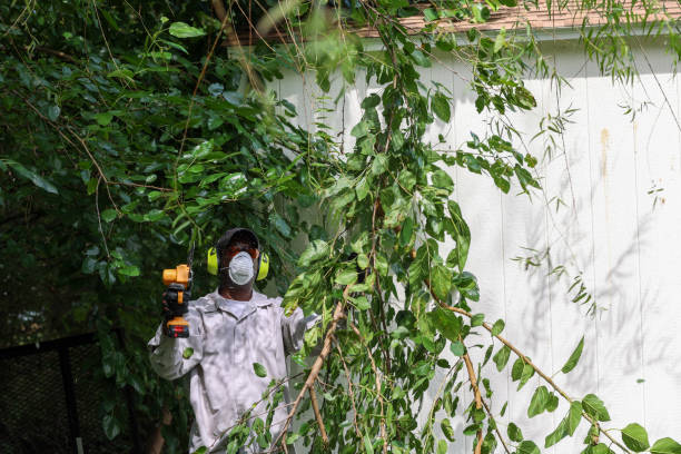 Best Tree Health Inspection  in Barbourmeade, KY