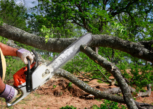 Best Utility Line Clearance  in Barbourmeade, KY