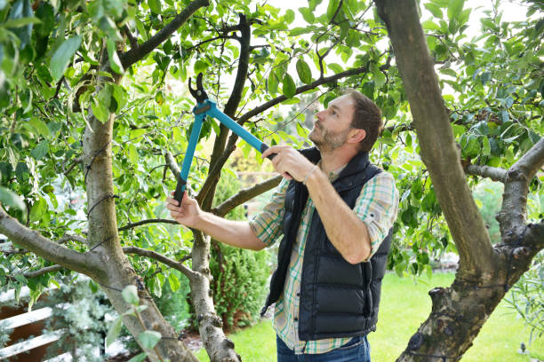 Tree and Shrub Care in Barbourmeade, KY